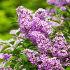Dreamy Lilac Sampler, perfume samples