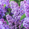 Intoxicating Lilac Sampler, perfume samples