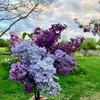 The Ultimate Lilac (Harbinger of Spring) Sampler, perfume samples