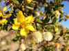 Earthy Creosote Sampler, perfume samples
