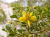 Fragrant Creosote Sampler, perfume samples