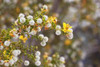 Aromatic Creosote Sampler, perfume samples