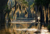Swampy Bayou/Bog Sampler, perfume samples