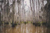 Overgrown Bayou/Bog Sampler, perfume samples