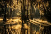 Bayou/Bog Sampler, perfume samples