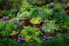 The Ultimate Herb Garden Sampler, perfume samples