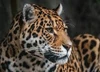 Sensual Animalic Sampler, perfume samples