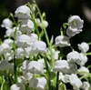 Fragrant Lily of the Valley Sampler, perfume samples