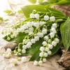 The Ultimate Lily of the Valley Sampler, perfume samples
