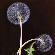 Dandelion Fluff