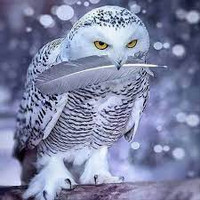 The Snowy White Owl First Fire Perfume Oil, perfume samples, perfume decants