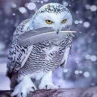 The Snowy White Owl Piney Woods Perfume Oil, perfume samples, perfume decants