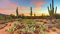 Desert Beauty Sampler, perfume samples, desert