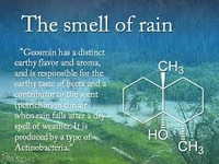 Petrichor/Geosmin Sampler - Set of Six 1/2ml Samples