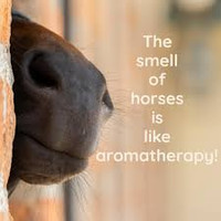 Noble Horse Sampler - Set of Three 1/2ml Samples