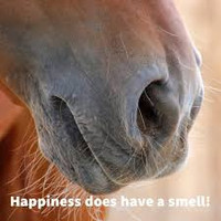 Equine (Horse) Sampler - Set of Eight 1/2ml Samples