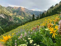 Delightful Meadow Sampler - Set of Four 1/2ml Samples