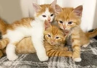 Playful Kitten Sampler - Set of Five 1/2ml Samples