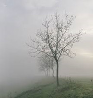 Thick Fog Sampler - Set of Four 1/2ml Samples
