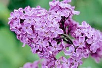 Fragrant Lilac Sampler - Set of Four 1/2ml Samples