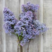 Sweet Lilac Sampler - Set of Five 1/2ml Samples