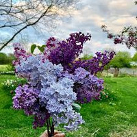 The Ultimate Lilac (Harbinger of Spring) Sampler - Set of Nineteen 1/2ml Samples