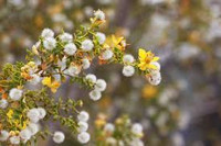 Aromatic Creosote (The Smell of Desert Rain) Sampler - Set of Five 1/2ml Samples