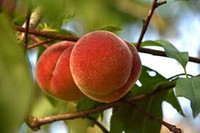 Sun-Kissed Peach Sampler - Set of Five 1/2ml Samples