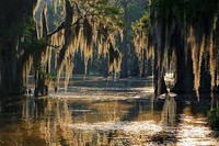 Swampy Bayou/Bog Sampler - Set of Three 1/2ml Samples