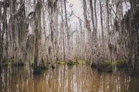 Overgrown Bayou/Bog Sampler - Set of Four 1/2ml Samples