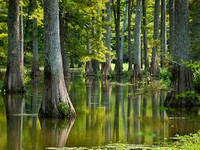 Mossy Bayou/Bog Sampler - Set of Seven 1/2ml Samples