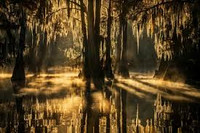 Untamed Bayou/Bog Sampler - Set of Sixteen 1/2ml Samples