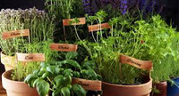 Fragrant Herb Garden Sampler - Set of Four 1/2ml Samples