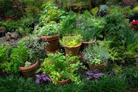 The Ultimate Herb Garden Sampler - Set of Twenty-two (22) 1/2ml Samples