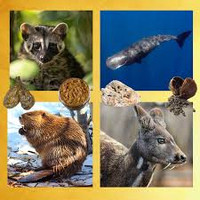 Primal Animalic Sampler - Set of Fourteen (14) 1/2ml Samples