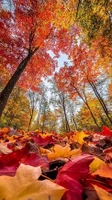 Beginner Autumn Leaves Sampler - Set of Three 1/2ml Samples