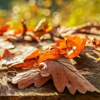 Warm Autumn Leaves Sampler - Set of Six 1/2ml Samples