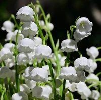 Fragrant Lily of the Valley Sampler - Set of Five 1/2ml Samples