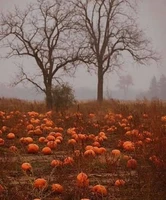 Bountiful Autumn Sampler - Set of Four 1/2ml Samples