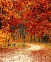 Crimson Autumn Sampler - Set of Eight 1/2ml Samples