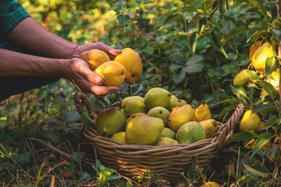 The Pear Note in Perfumery: Crisp, Juicy, and Surprisingly Versatile