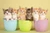 Adorable Kitten Sampler, perfume samples