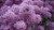 Delicate Lilac Sampler, perfume samples