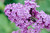Fragrant Lilac Sampler, perfume samples