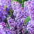 Intoxicating Lilac Sampler, perfume samples