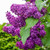 Heady Lilac Sampler, perfume samples