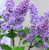 Nostalgic Lilac Sampler, perfume samples