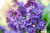 Lush Lilac Sampler, perfume samples