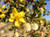 Earthy Creosote Sampler, perfume samples