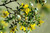 Resinous Creosote Sampler, perfume samples